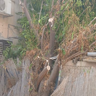 עץ גזום עם ענפים חתוכים וגדר במצב רעוע