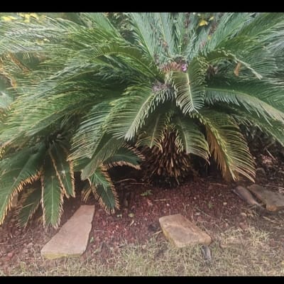 צמח גדול עם עלים ירוקים בגינה