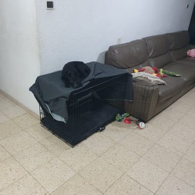 כלב שחור שוכב על כלוב אימון ליד צעצועים