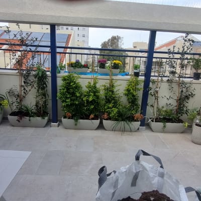 עציצים עם צמחים ירוקים על מרפסת