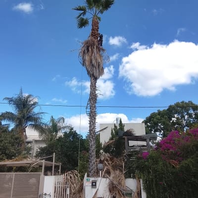 גיזום עץ דקל גבוה עם אדם מטפס