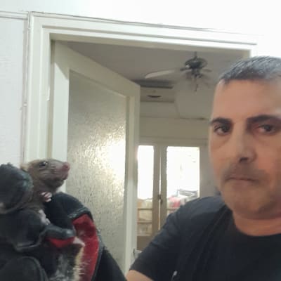 אדם מחזיק חולדה עם כפפות מגן