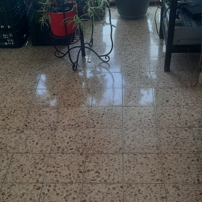 רצפה נקייה ומבריקה עם צמחים מסביב