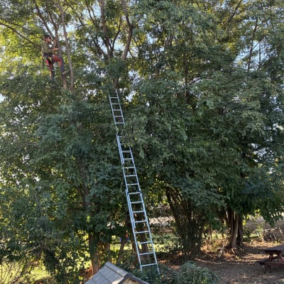 גיזום עצים בגובה רב באמצעות חבלי טיפוס וסולם