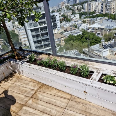 עץ לימון ופרחים באדניות על מרפסת