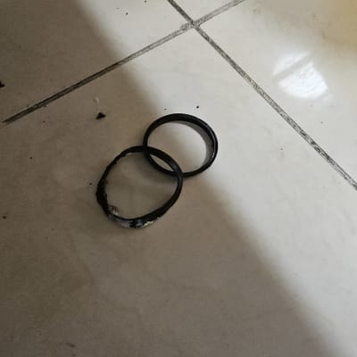 שני אטמים על רצפת קרמיקה