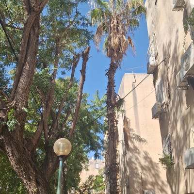 עצים גזומים ליד בניין מגורים