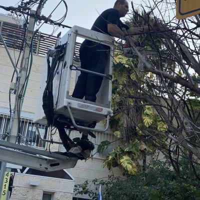 גיזום עץ בגובה