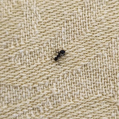 נמלה שחורה על בד בהיר