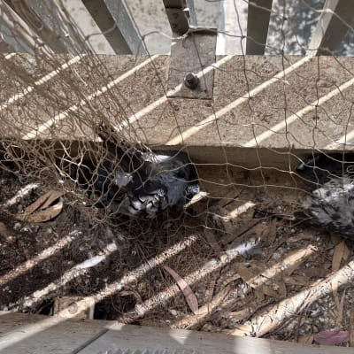 יונים לכודות ברשת על רצפה מלוכלכת