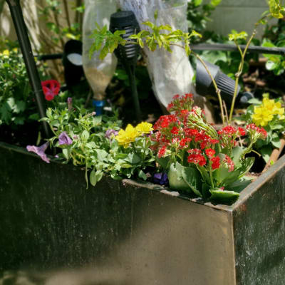 עציץ עם פרחים צבעוניים וכלי השקיה בגינה