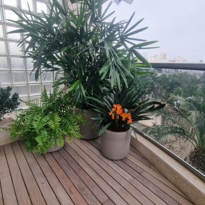 עציצים עם צמחים ירוקים ופרחים כתומים במרפסת