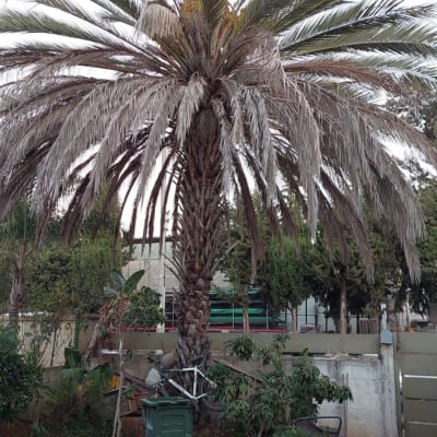 עץ דקל עם ענפים יבשים הזקוקים לגיזום