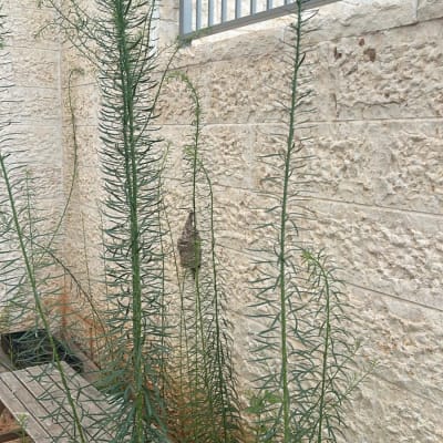 צמחים גבוהים ליד קיר אבן וגדר מתכת