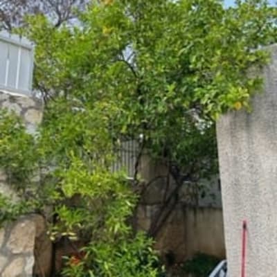 עץ עם ענפים צפופים ליד קיר בטון