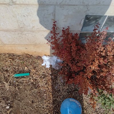 איטום פתח בבסיס קיר חיצוני באמצעות קצף פוליאוריטן למניעת מזיקים