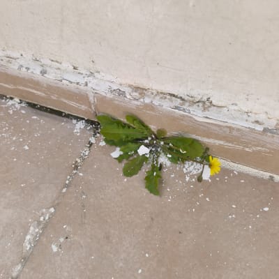 סדק בקיר עם צמח צומח מתוכו