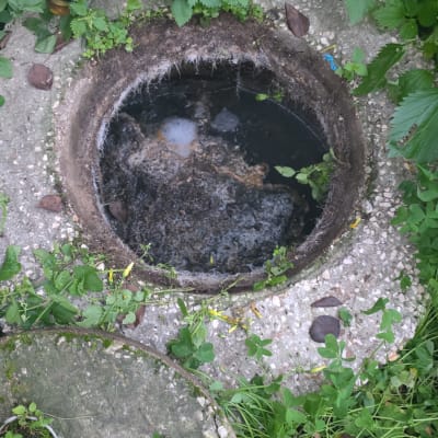 פתח ביוב מוקף בצמחייה ירוקה