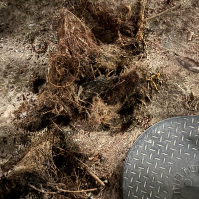 שורשים ופתח ביוב על הקרקע