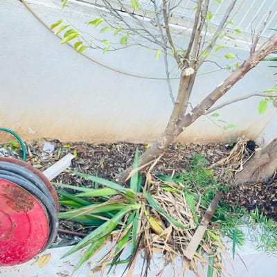 אדם עם כפפות מנקה עלים בגינה ליד צינור מים