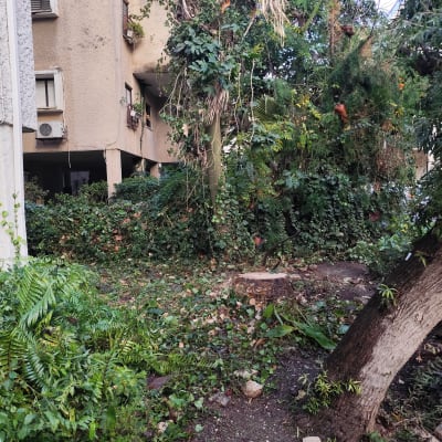 גזע עץ כרות עם צמחייה מסביב