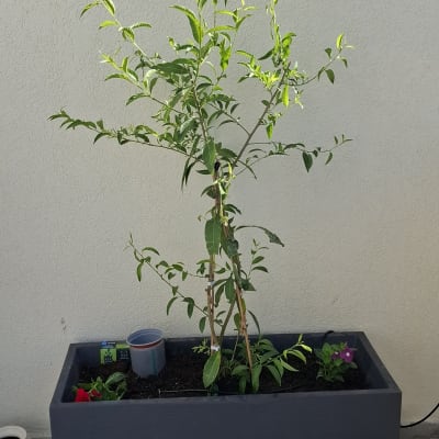 עץ צעיר בעציץ על מרפסת עם קיר לבן