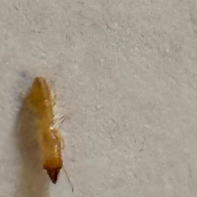 חרק על קיר, קשור להדברה