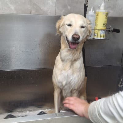 כלב באמבטיה עם יד אדם, מוצרי טיפוח לכלבים