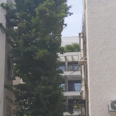 עץ גבוה בין בניינים, ללא פעולת גיזום נראית לעין.