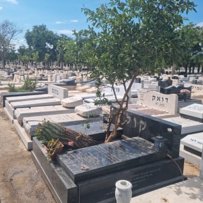 עץ קטן וצמחייה שנשתלו לצד מצבות בבית עלמין