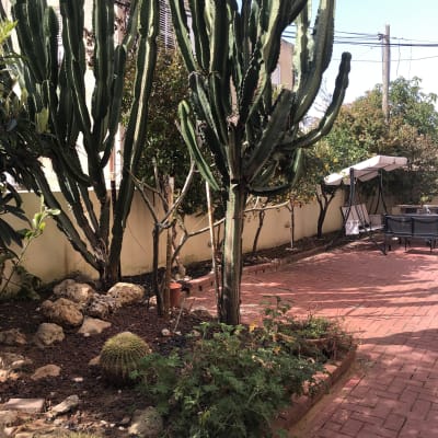 קקטוסים וערוגות גינה עם שביל מרוצף