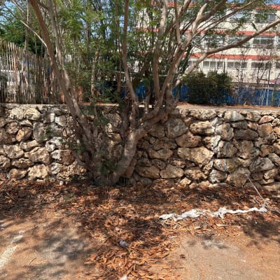 עץ בעל מספר גזעים הצומח לצד קיר אבנים תומך