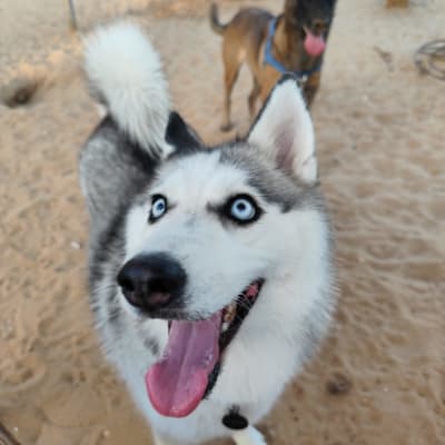 שני כלבים משחקים בחול, האסקי וסוג אחר, עם רצועה