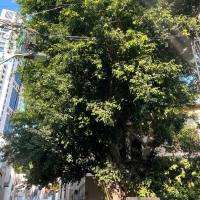 עץ גדול עם ענפים קרובים לכבלי חשמל ברחוב עירוני