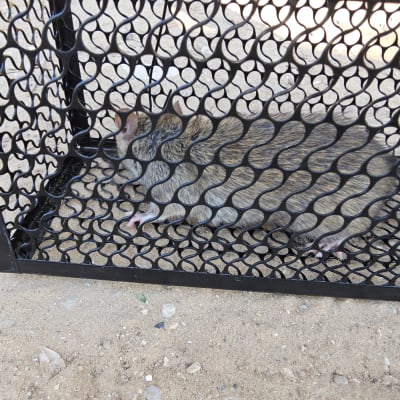 עכבר בכלוב מתכת על אדמה