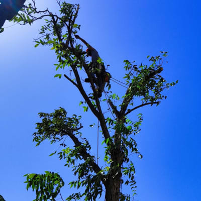 אדם גוזם עץ גבוה עם מסור חשמלי