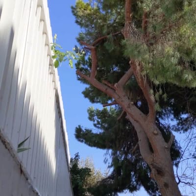 עץ גזום ליד גדר לבנה גבוהה