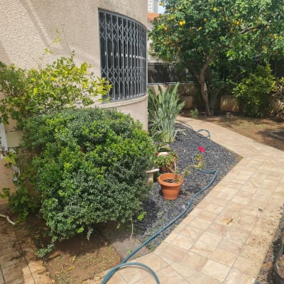 צינור השקיה, עציצים, שיחים ועץ לימון בגינה