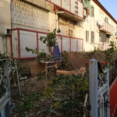 ענפים גזומים על הקרקע ליד שיחים וגדר