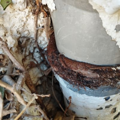 צינור עם שורשים כרוכים סביבו