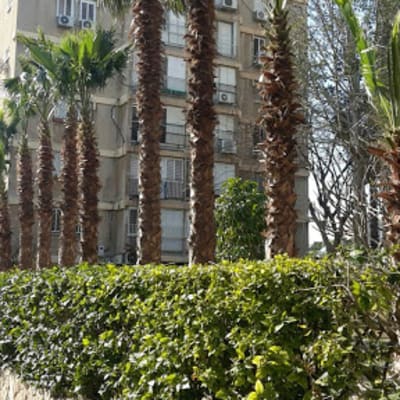 Tall palm trees with trimmed trunks and green hedge