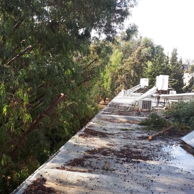 ענפים גזומים על גג ליד עצים גבוהים