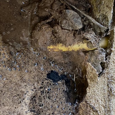 צינור צהוב עם נזילה באדמה רטובה