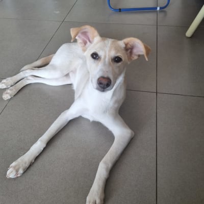 כלב שוכב על רצפה, צעצוע ורוד ברקע