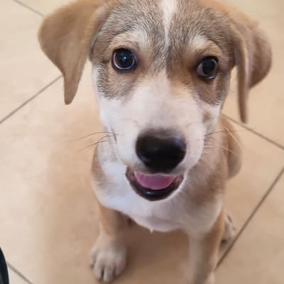 גור כלבים יושב על רצפה, מביט למצלמה