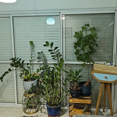 תריסים סגורים עם צמחים בעציצים לידם