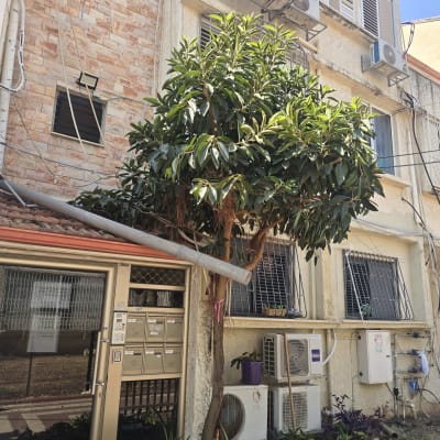 עץ וצמחייה ליד בניין עם מזגנים