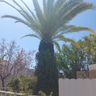 עץ דקל גבוה עם צמחייה מסביב בשמש