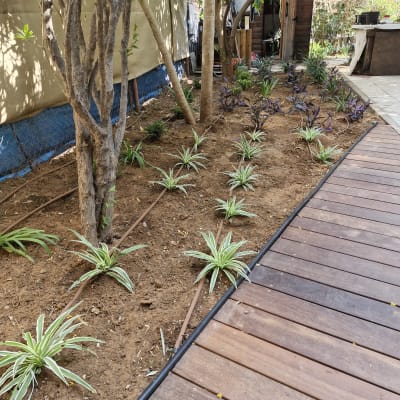 צמחים צעירים באדמה עם מערכת השקיה בטפטוף