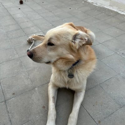 כלב שוכב על רצפה עם חבל בפה